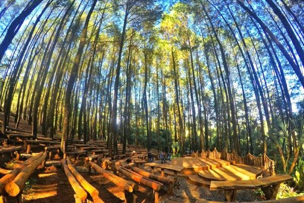 Mangunan Pine Forest